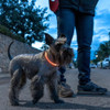 Innovagoods LED Pet Collar Petlux For Increased Pet Visibility at Night