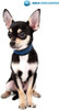 Aqua Coolkeeper Collar for Dogs XS Size for Small Dogs Pacific Blue
