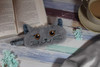 Cute Plush Cat Sleep Eyemask British Short Hair Cat