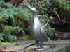 Singing Duck Galvanised Steel Decorative Watering Can 1 Litre