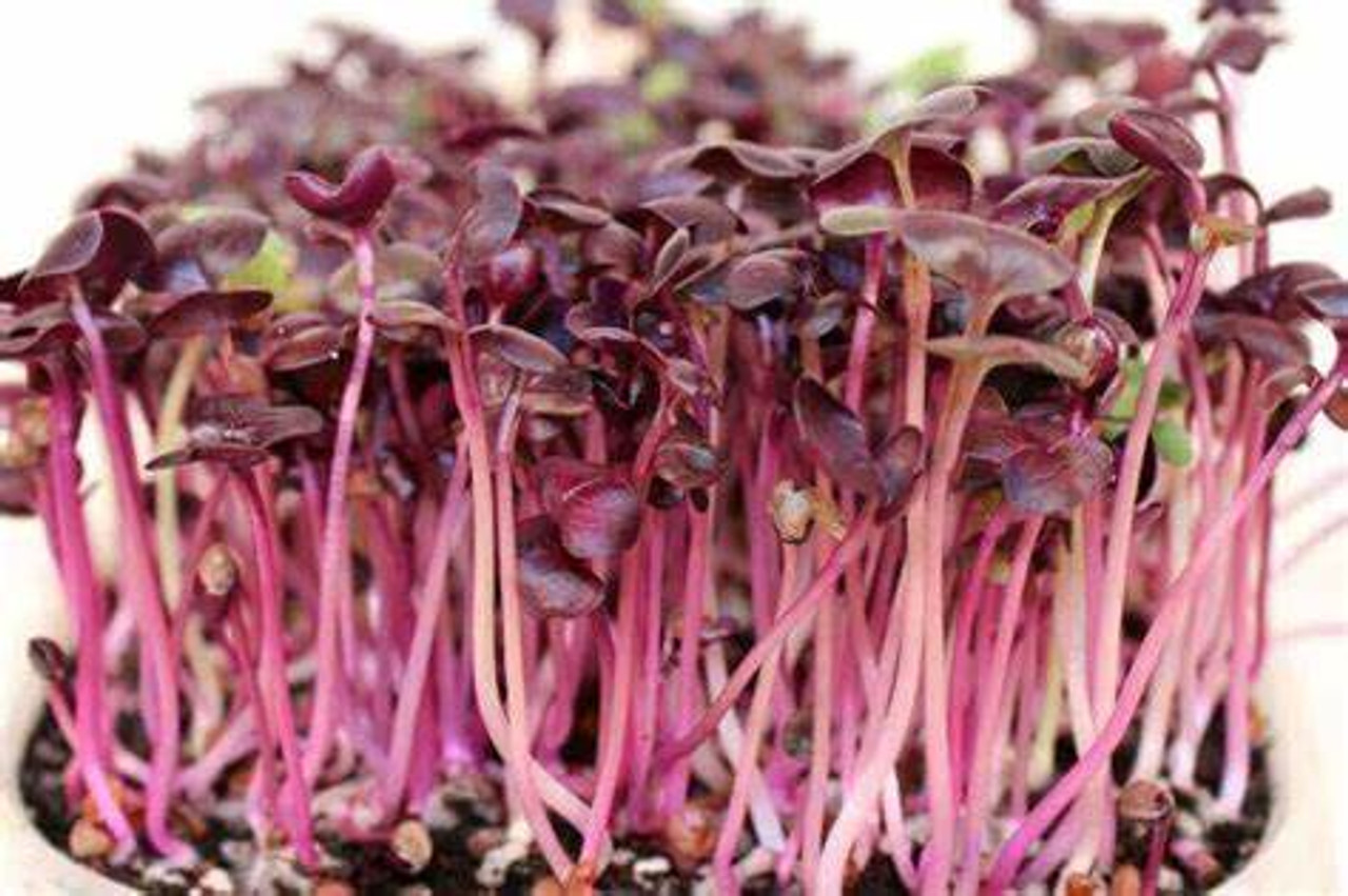 Micro Greens