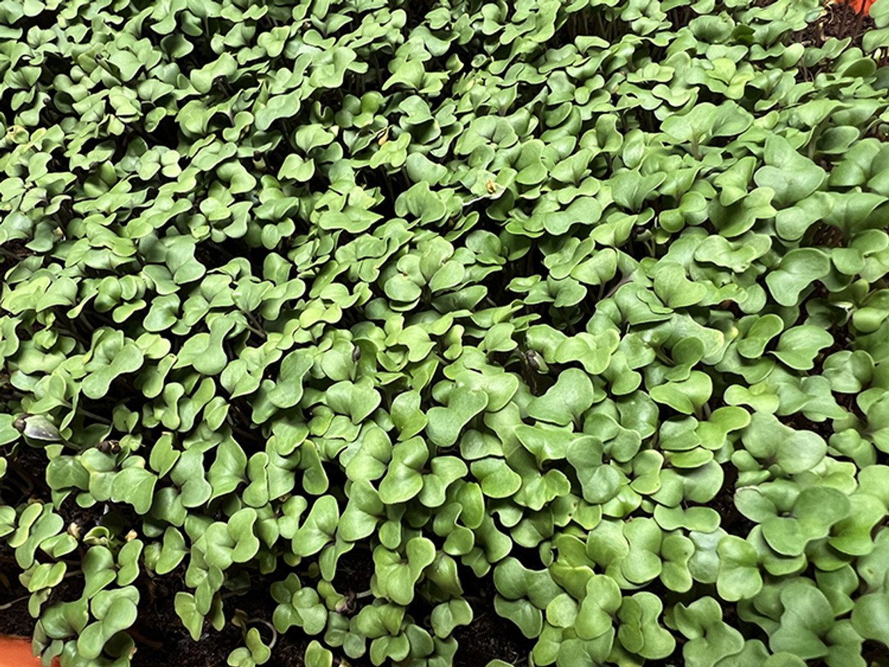 Arugula Arugula