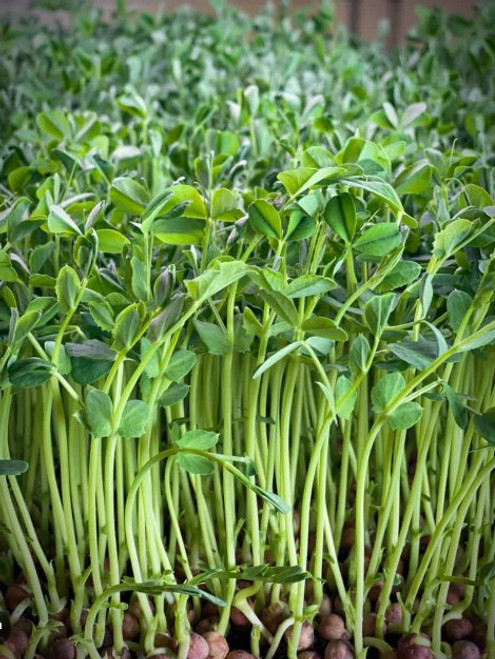 Crisp, sweet, and packed with nutrition, our Field Pea Microgreens are a powerhouse of plant-based protein and essential vitamins. Rich in vitamins A, C, and K, along with minerals like iron and magnesium, they support energy, digestion, and overall wellness. Their fresh, garden-pea flavor makes them a versatile addition to salads, sandwiches, wraps, smoothies, and more. Enjoy a nutrient-dense boost that’s as delicious as it is healthy. Crisp, sweet, and packed with nutrition, our Field Pea Microgreens are a powerhouse of plant-based protein and essential vitamins. Rich in vitamins A, C, and K, along with minerals like iron and magnesium, they support energy, digestion, and overall wellness. Their fresh, garden-pea flavor makes them a versatile addition to salads, sandwiches, wraps, smoothies, and more. Enjoy a nutrient-dense boost that’s as delicious as it is healthy.