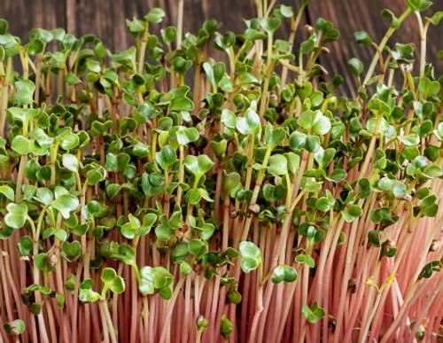 Radish microgreens are a powerhouse of nutrition and flavor, making them a favorite among healthy eaters and chefs alike. Radish microgreens are a powerhouse of nutrition and flavor, making them a favorite among healthy eaters and chefs alike.