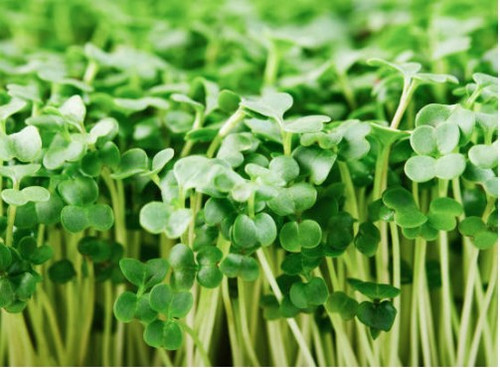 These tiny greens are bursting with flavor and nutrition. Packed with vitamins A, C, and K, plus powerful antioxidants like sulforaphane, they support immune health, heart health, and overall wellness. These tiny greens are bursting with flavor and nutrition. Packed with vitamins A, C, and K, plus powerful antioxidants like sulforaphane, they support immune health, heart health, and overall wellness.