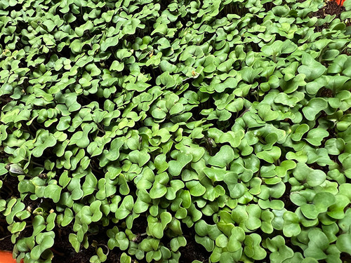 Arugula microgreens deliver the same peppery bite and nutty flavor chefs love — but with a brighter, fresher intensity and vibrant color that elevates any plate. They make an excellent garnish for steaks, seafood, pastas, and flatbreads, or a bold flavor boost in salads and sandwiches. Because they’re locally grown and freshly harvested, our arugula microgreens stay crisp longer and bring unmatched freshness from our grow room to your kitchen.