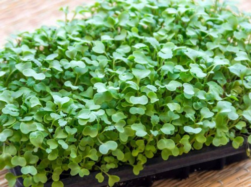 Kale microgreens are tender young greens packed with intense flavor and powerful nutrition. Known as one of the most nutrient-dense microgreens, they deliver concentrated levels of vitamins A, C, and K along with calcium, iron, and antioxidants. Their mild, earthy taste makes them a versatile superfood that enhances smoothies, salads, sandwiches, grain bowls, and even soups. Kale microgreens are tender young greens packed with intense flavor and powerful nutrition. Known as one of the most nutrient-dense microgreens, they deliver concentrated levels of vitamins A, C, and K along with calcium, iron, and antioxidants. Their mild, earthy taste makes them a versatile superfood that enhances smoothies, salads, sandwiches, grain bowls, and even soups.
