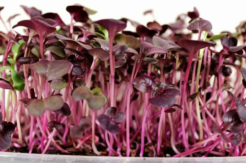 Rambo Radish - Deep purple microgreens with a bold, spicy radish heat — striking as a garnish or flavor accent. Their rich color makes even simple dishes look elevated and modern.