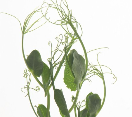 Tendril Peas - add a delicate crunch and fresh, sweet pea flavor that elevates salads, pastas, seafood, and composed plates. Their elegant curls and vibrant green color make them a favorite finishing green for chefs seeking both visual appeal and clean, seasonal taste.