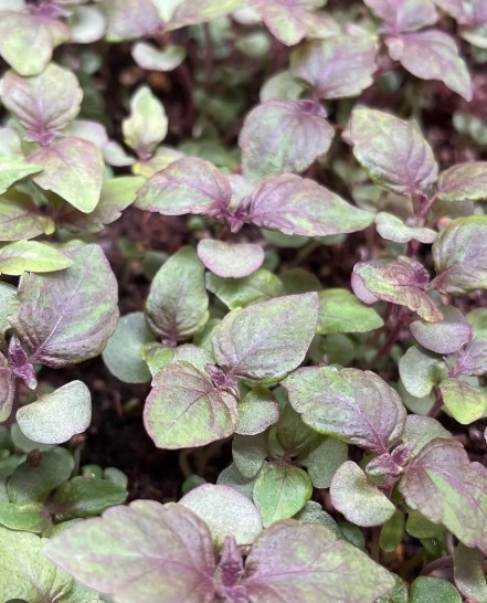 Shiso microgreens are a rare and highly sought-after specialty green, prized for their bold flavor and striking aroma. With notes of basil, mint, and a hint of citrus, shiso delivers a unique, complex taste that instantly elevates any dish.

Grown fresh by Colorado Fresh Greens, our shiso microgreens are harvested at peak flavor to ensure maximum vibrancy, nutrition, and shelf life. Their deep green leaves and delicate texture make them a favorite among chefs for garnishing sushi, seafood, salads, and upscale entrées.

Packed with antioxidants, vitamins, and essential nutrients, shiso microgreens aren’t just flavorful—they’re a powerful addition to a healthy diet.

Perfect for home cooks and culinary professionals alike, these microgreens bring a gourmet touch to every plate.

Flavor Profile: Herbaceous, slightly sweet, with hints of basil and mint
Best Uses: Sushi, seafood, salads, cocktails, and fine garnishes
Grown Fresh • Locally Produced • Delivered to Your Door