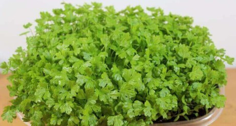 Celery microgreens are young, tender seedlings of the celery plant, harvested just after the first true leaves emerge. They have a bright green color, delicate stems, and a fresh, slightly peppery flavor reminiscent of mature celery, but more concentrated. These microgreens are packed with nutrients, including vitamins A, C, and K, as well as antioxidants, making them a healthy addition to any meal.

Uses: Celery microgreens are versatile and can be used to enhance both flavor and presentation. They’re perfect for garnishing soups, salads, sandwiches, and wraps. They can also be blended into smoothies or juices for a nutrient boost or used as a fresh, crisp topping for avocado toast, omelets, and grain bowls. Their subtle, fresh flavor complements a wide variety of dishes without overpowering them.