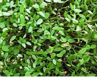 Celery microgreens deliver a concentrated, aromatic celery flavor with a clean, slightly saline finish—ideal for professional kitchens looking to add depth without bulk. Their slender stems and fine leaves provide a delicate crunch and refined texture that holds up well in both cold and hot applications.