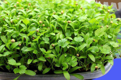 Cilantro microgreens offer a bright, clean citrus-forward flavor with the signature aroma of mature cilantro—delivered in a more refined, tender form. Their delicate leaves and slender stems provide a soft texture and elegant appearance, making them ideal for precise, upscale plating.