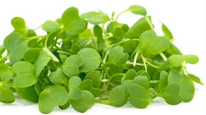 Wasabi microgreens deliver a sharp, clean heat with a smooth, lingering finish—capturing the signature bite of wasabi in a fresh, highly usable form. Their small, vibrant green leaves and crisp stems provide a refined texture and consistent appearance, ideal for precise, modern plating.