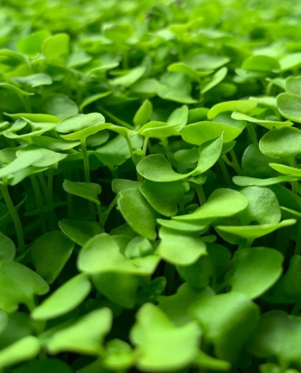 Genovese Basil microgreens deliver the classic sweet basil flavor in a more concentrated, aromatic form. With tender green leaves and delicate stems, they offer a smooth texture and bright herbal notes with hints of clove and pepper that enhance both simple and complex dishes.