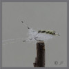 Bone Crusher Sand Fly