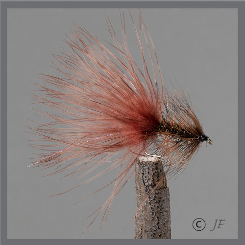 Little Bugger Brown Peacock