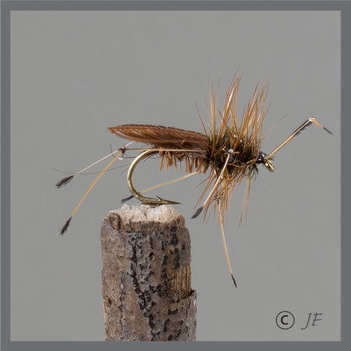 Stone Fly