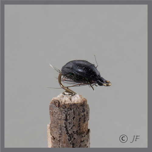 Black Water Beetle