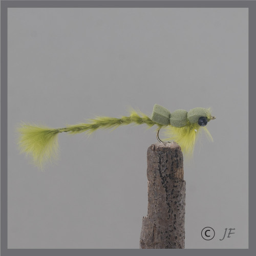 Dodgera Damsel Olive