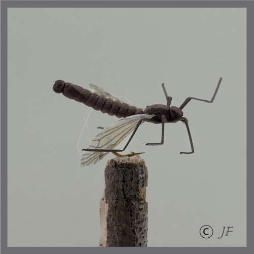 True Crane fly 