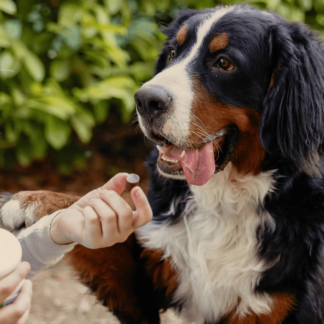 PL_MOVOFLEX-dog_Unity-visual_5_2026.webp