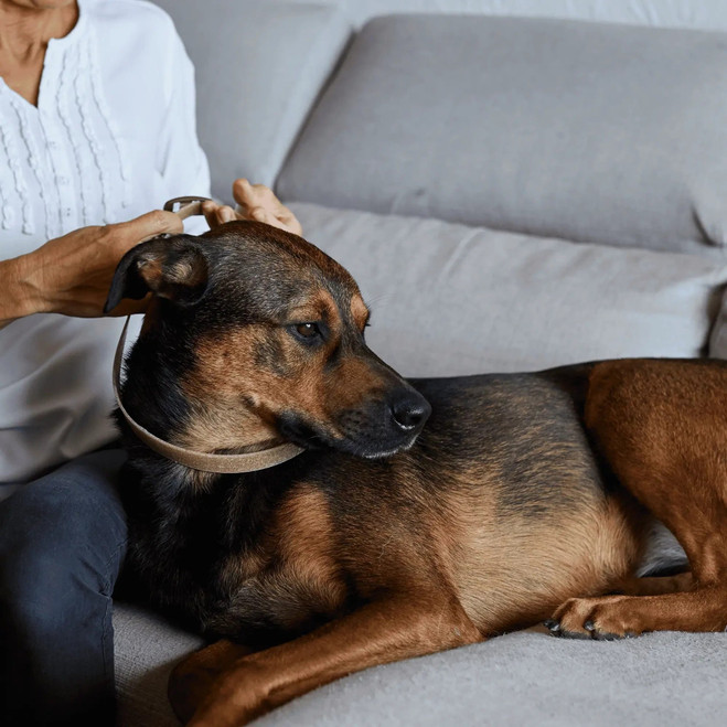 PL_Zenidog-Collar_Unity-visual_5_2026.webp