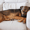 PL_Anxitane_Unity-visual_5_2026.webp