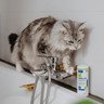 PL_Sebolytic-Shampoo_05.2026_5.webp