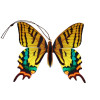 TIGER SWALLOWTAIL BUTTERFLY ORNAMENT AND NOTECARD - HB012