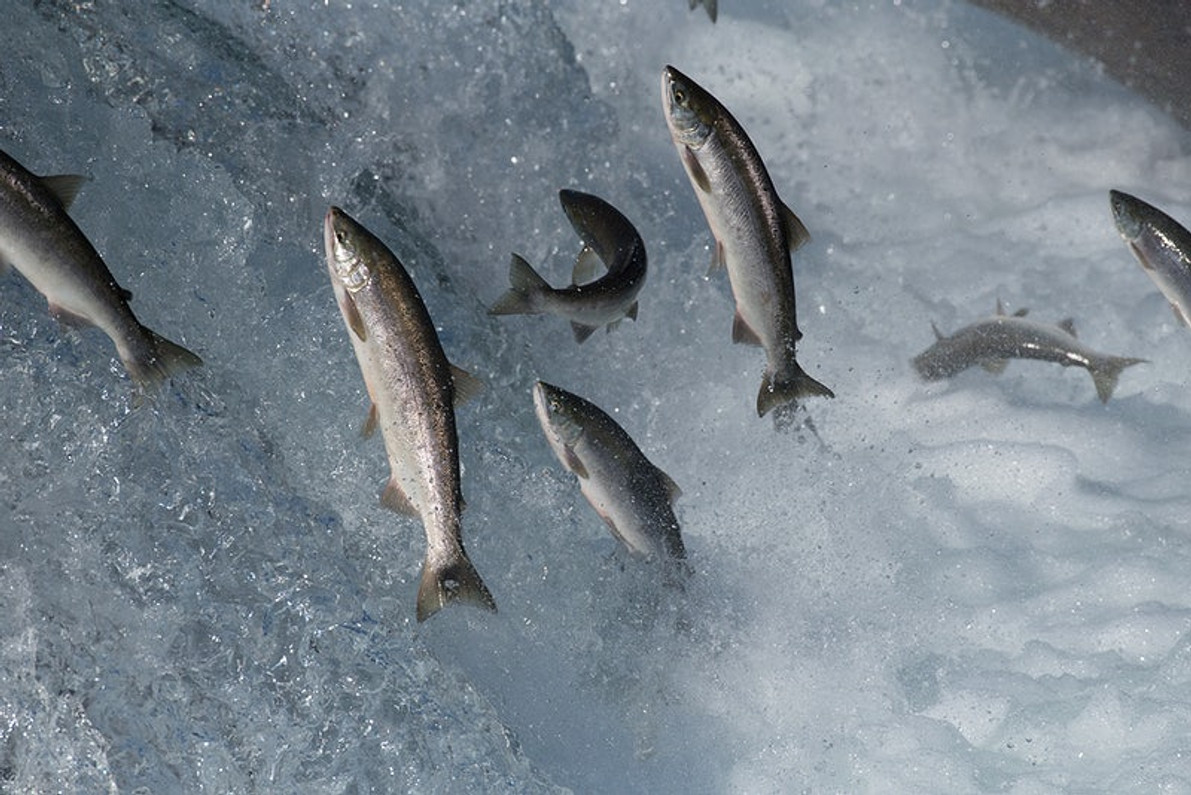 Celebrate the Return of the Salmon!