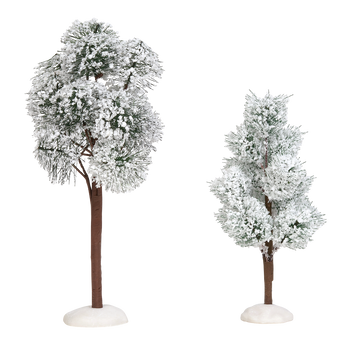 SNOWY JACK PINE TREES - 6005032