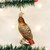 RED-TAILED HAWK - 16064