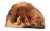 CAVE GROTTO FROM THE ROOT OF THE TREE WITH MODERN FIGURES - E-39
