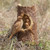 ROBINS STATUE TIMBER TAILS - 14374