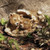 WOLF PUPS STATUE TIMBER TAILS - 14378