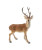 22" SET OF 2 STANDING BROWN DEER TABLE PIECES - C2539