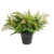 POTTED MEDIUM FERN WITH BEE - 34753-3115