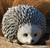 HEDGEHOG 6.25" - 75262