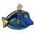 PACIFIC BLUE TANG - 12504