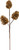 GOLD PINECONE SPRAY