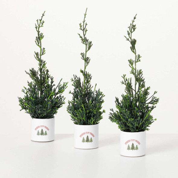 POTTED CYPRESS EVERGREEN - TR1153