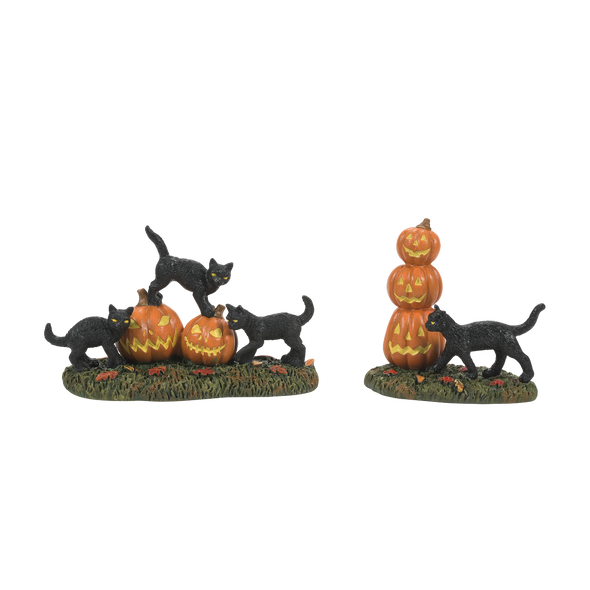 HALLOWEEN - SCARY CATS PUMPKINS SET OF 2 - 6012285