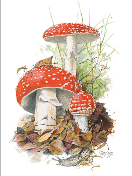 MINI CARDS MUSHROOMS - 10 PACK - 68-00000452
