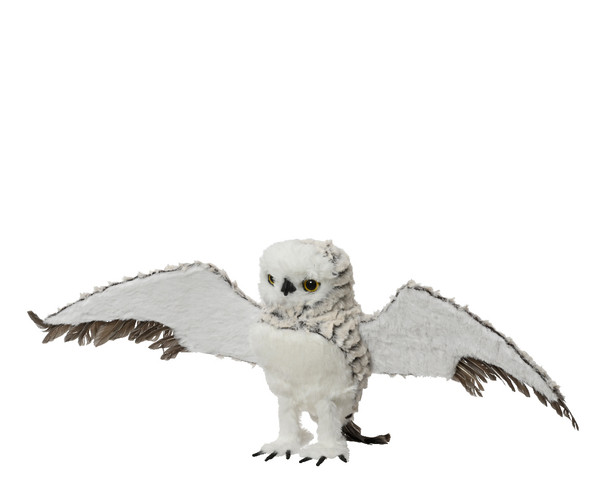GREY OWL - WINGS OUT - 548608