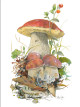 MINI CARDS MUSHROOMS - 10 PACK - 68-00000452