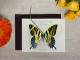 TIGER SWALLOWTAIL BUTTERFLY ORNAMENT AND NOTECARD - HB012