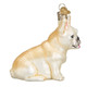 FRENCH BULLDOG - 12436