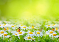 Spring  Hay Fever & Allergy Relief