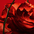 Amor Amor EDT Spray 100ml
